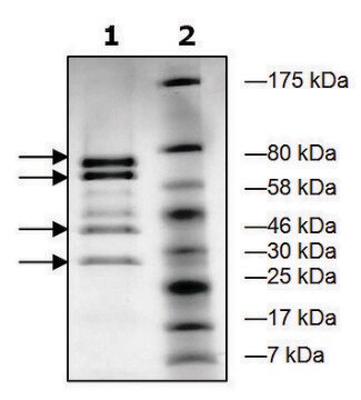 MLL1/WDR5/Ash2L/RbBP5 human recombinant, expressed in E. coli, &#8805;83% (SDS-PAGE)