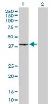 Anti-PRKACG antibody produced in rabbit purified immunoglobulin, buffered aqueous solution