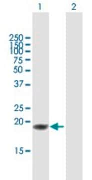 Anti-TNFSF18 antibody produced in mouse purified immunoglobulin, buffered aqueous solution