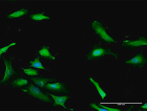 Anti-PDCD2 antibody produced in rabbit purified immunoglobulin, buffered aqueous solution