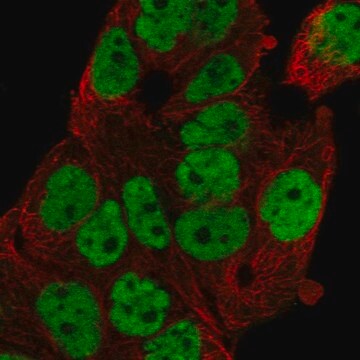 Anti-Foxp4 Antibody Produced In Rabbit Prestige Antibodies&#174; Powered by Atlas Antibodies, affinity isolated antibody, buffered aqueous glycerol solution