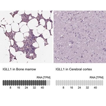 Anti-IGLL1 antibody produced in rabbit Prestige Antibodies&#174; Powered by Atlas Antibodies, affinity isolated antibody