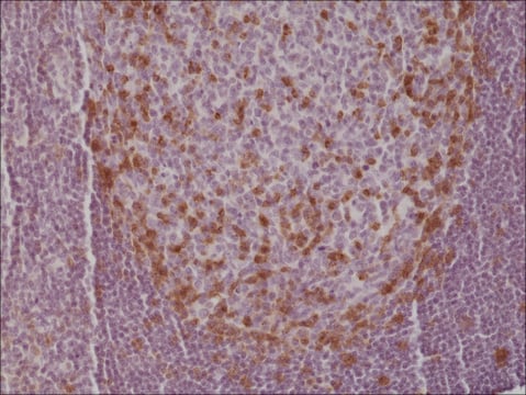 Anti-PD-1antibody, Rabbit Monoclonal recombinant, expressed in HEK 293 cells, clone RM309, purified immunoglobulin