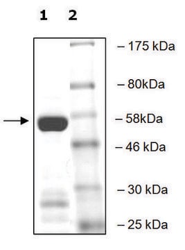 SETD2 active human recombinant, expressed in E. coli, &#8805;70% (SDS-PAGE)