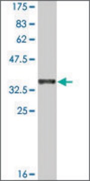 Monoclonal Anti-CDH12 antibody produced in mouse clone 1B4, ascites fluid