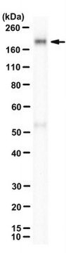 Anti-CFAP43 Antibody, clone 27D5