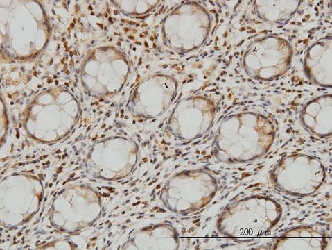 Monoclonal Anti-LZTFL1 antibody produced in mouse clone 7F6, purified immunoglobulin, buffered aqueous solution