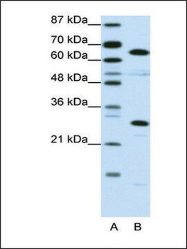 Anti-HMGB4 antibody produced in rabbit affinity isolated antibody