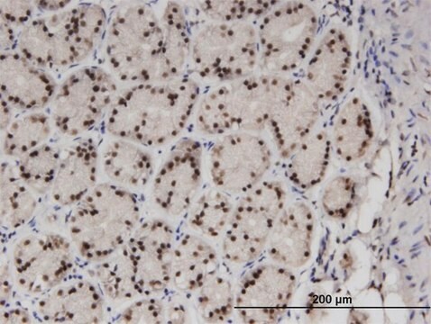 Monoclonal Anti-ZNF256, (C-terminal) antibody produced in mouse clone 3H7, purified immunoglobulin, buffered aqueous solution