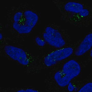 Anti-DPH5 antibody produced in rabbit Prestige Antibodies&#174; Powered by Atlas Antibodies, affinity isolated antibody, buffered aqueous glycerol solution