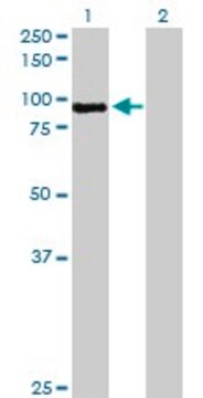 Anti-MST1 antibody produced in rabbit purified immunoglobulin, buffered aqueous solution