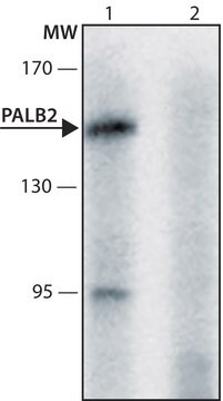 Anti-PALB2 (116-130) antibody produced in rabbit IgG fraction of antiserum