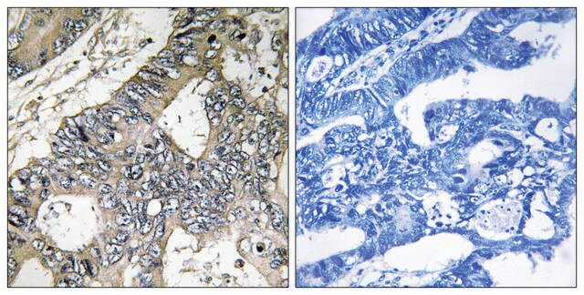 抗GUF1抗体 ウサギ宿主抗体 affinity isolated antibody