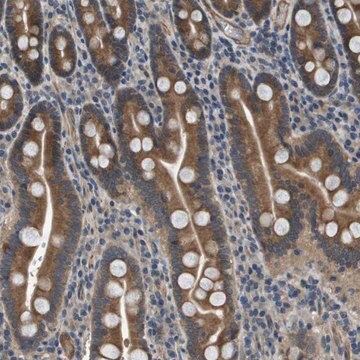 Anti-PGAP3 antibody produced in rabbit Prestige Antibodies&#174; Powered by Atlas Antibodies, affinity isolated antibody, buffered aqueous glycerol solution