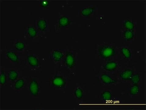 Monoclonal Anti-LASS4 antibody produced in mouse clone 7D5, purified immunoglobulin, buffered aqueous solution