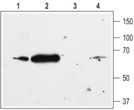 Anti-Potassium Channel Kir2.1 antibody produced in rabbit affinity isolated antibody, lyophilized powder