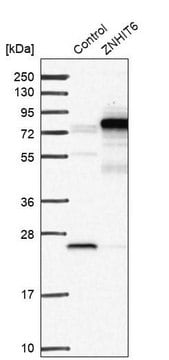 Anti-ZNHIT6 antibody produced in rabbit Prestige Antibodies&#174; Powered by Atlas Antibodies, affinity isolated antibody, buffered aqueous glycerol solution