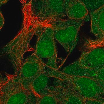 Anti-C19Orf67 Antibody Produced In Rabbit Prestige Antibodies&#174; Powered by Atlas Antibodies, affinity isolated antibody, buffered aqueous glycerol solution