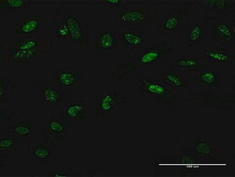 Anti-LHX4 antibody produced in rabbit purified immunoglobulin, buffered aqueous solution