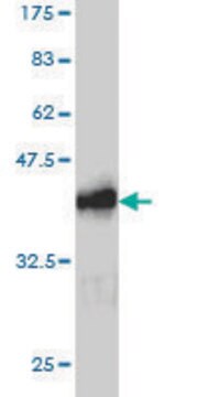 Monoclonal Anti-RAB26 antibody produced in mouse clone 2H1, purified immunoglobulin, buffered aqueous solution