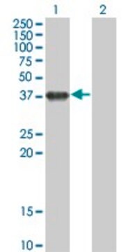 Monoclonal Anti-BOLL antibody produced in mouse clone 1F3, purified immunoglobulin, buffered aqueous solution