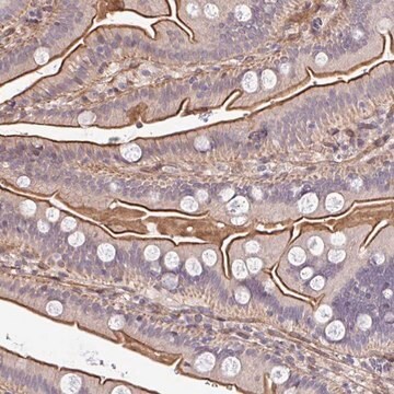 Anti-ZBED3 antibody produced in rabbit Prestige Antibodies&#174; Powered by Atlas Antibodies, affinity isolated antibody, buffered aqueous glycerol solution