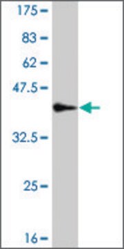 Monoclonal Anti-SASH1 antibody produced in mouse clone 10B7, purified immunoglobulin, buffered aqueous solution