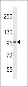 ANTI-SLC8A3(C-TERMINAL) antibody produced in rabbit affinity isolated antibody, buffered aqueous solution