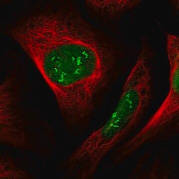 Anti-DCAF1 antibody produced in rabbit Prestige Antibodies&#174; Powered by Atlas Antibodies, affinity isolated antibody