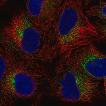 Anti-SLC39A9 antibody produced in rabbit Prestige Antibodies&#174; Powered by Atlas Antibodies, affinity isolated antibody