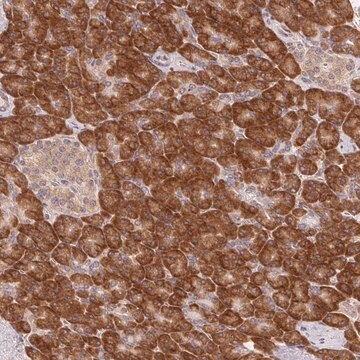 Anti-RPL27A antibody produced in rabbit Prestige Antibodies&#174; Powered by Atlas Antibodies, affinity isolated antibody, buffered aqueous glycerol solution