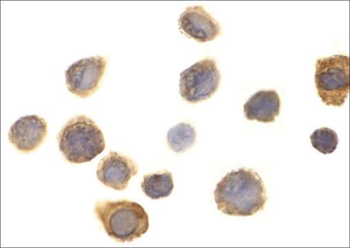 Anti-SIRP&#945; antibody produced in rabbit IgG fraction of antiserum, buffered aqueous solution