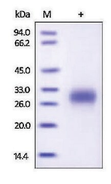 PLGF/PIGF2/PGF human recombinant, expressed in HEK 293 cells, &#8805;95% (SDS-PAGE)