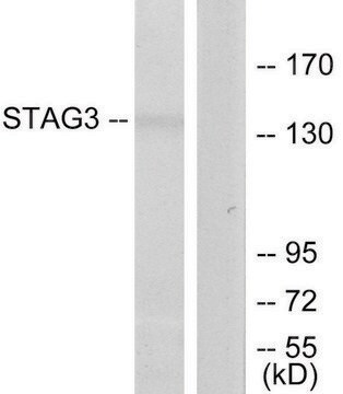 Anti-STAG3 antibody produced in rabbit affinity isolated antibody