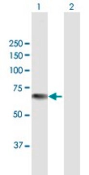 Anti-KRT76 antibody produced in mouse purified immunoglobulin, buffered aqueous solution