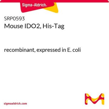 Mouse IDO2, His-Tag recombinant, expressed in E. coli