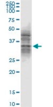 Monoclonal Anti-ATG3, (N-terminal) antibody produced in mouse clone 1G3, purified immunoglobulin, buffered aqueous solution