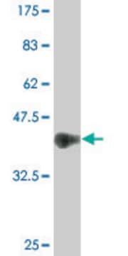 Monoclonal Anti-NEUROD2 antibody produced in mouse clone 3E7, purified immunoglobulin, buffered aqueous solution