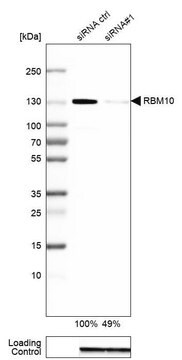 抗-RBM10 兔抗 Prestige Antibodies&#174; Powered by Atlas Antibodies, affinity isolated antibody, buffered aqueous glycerol solution