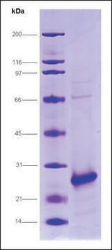 HCV-NS4A/NS3-1a Protease, strain H77 from hepatitis C virus recombinant, expressed in E. coli, &#8805;80% (SDS-PAGE)