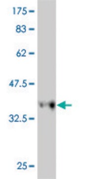 Monoclonal Anti-RFC3 antibody produced in mouse clone 1C6, purified immunoglobulin, buffered aqueous solution