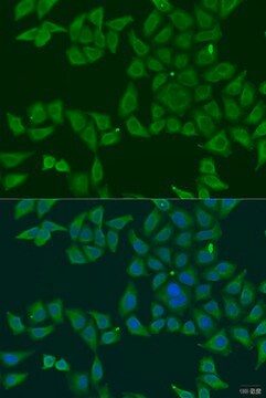 Anti-FKBP2 antibody produced in rabbit