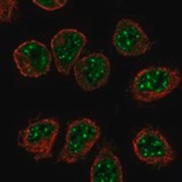 Anti-IL16 antibody produced in rabbit Prestige Antibodies&#174; Powered by Atlas Antibodies, affinity isolated antibody, buffered aqueous glycerol solution