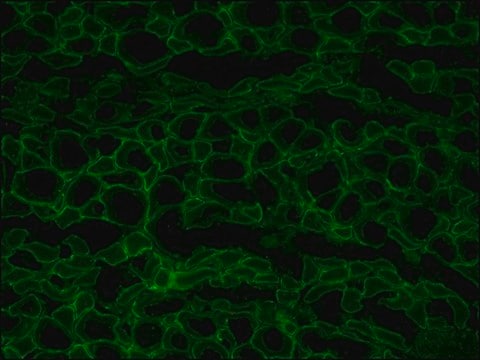 Anti-Dystrophin antibody, Mouse monoclonal clone MANDRA1, purified from hybridoma cell culture