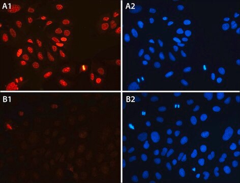 Imprint&#174; Anti-H4K20me3 antibody produced in rabbit affinity isolated antibody, buffered aqueous solution