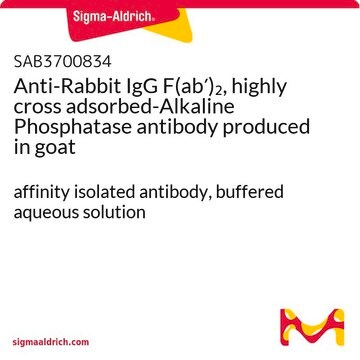 Anti-Rabbit IgG F(ab&#8242;)2, highly cross adsorbed-Alkaline Phosphatase antibody produced in goat affinity isolated antibody, buffered aqueous solution