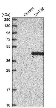 Anti-MAT2B antibody produced in rabbit Prestige Antibodies&#174; Powered by Atlas Antibodies, affinity isolated antibody, buffered aqueous glycerol solution