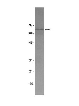 Anticuerpo anti-TPOR/c-Mpl Upstate&#174;, from rabbit