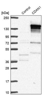 Anti-CDAN1 antibody produced in rabbit Prestige Antibodies&#174; Powered by Atlas Antibodies, affinity isolated antibody, buffered aqueous glycerol solution