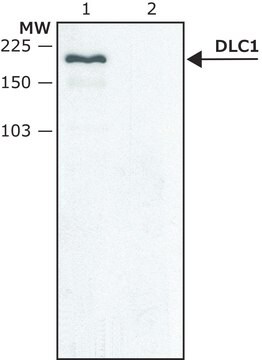 Anti-DLC1 (C-terminal) antibody produced in rabbit ~1.5&#160;mg/mL, affinity isolated antibody